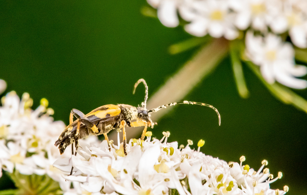 Spotted Longhorn Beetle