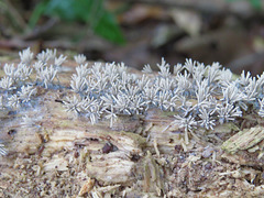 Unidentified fungus on dead pine log