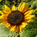 20210831 2729CPw [D~LIP] Sonnenblume (Helianthus annuus), UWZ, Bad Salzuflen