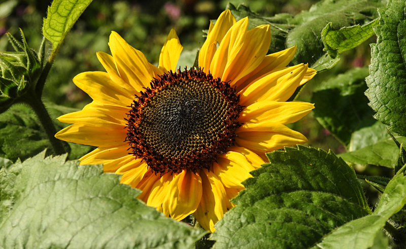 20210831 2729CPw [D~LIP] Sonnenblume (Helianthus annuus), UWZ, Bad Salzuflen
