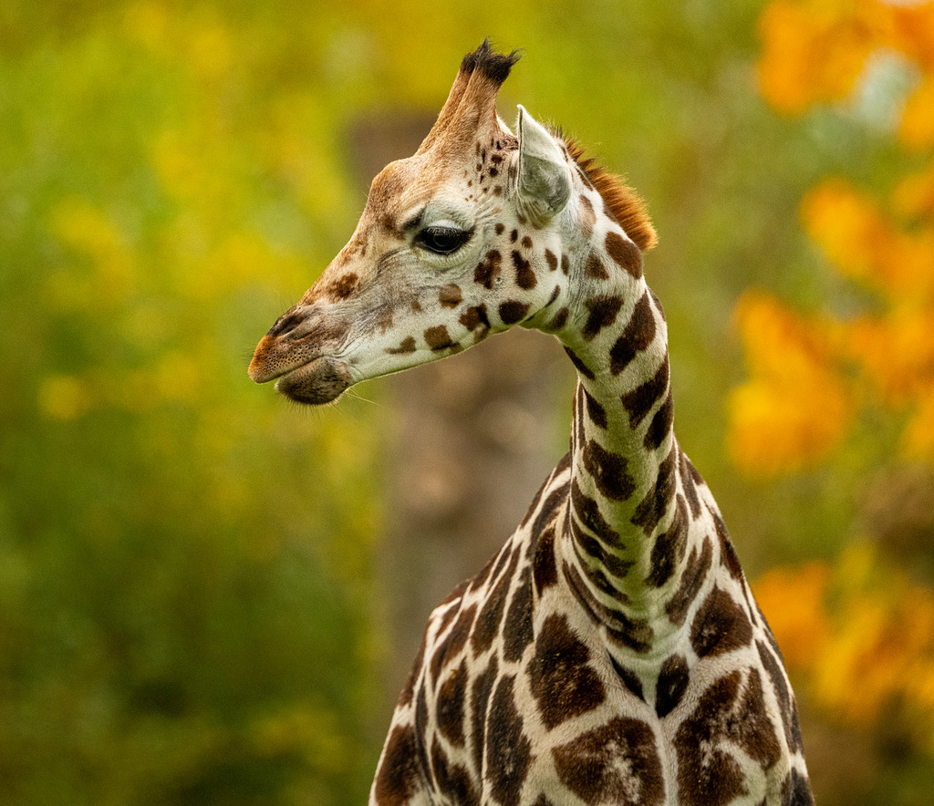 Giraffe