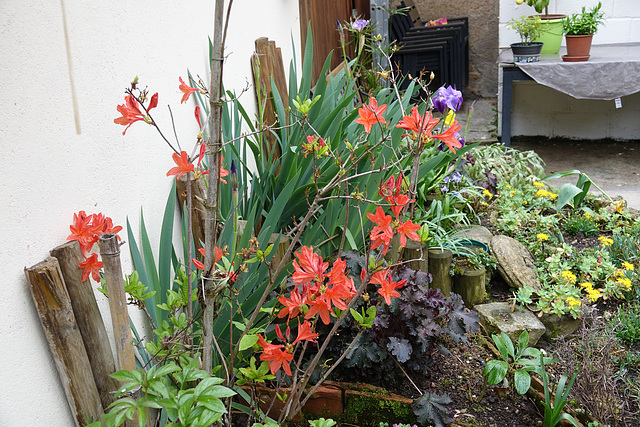 LES FLEURS DE MA ROCAILLE