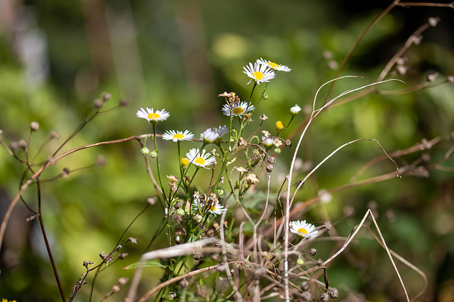 Aus unserem Garten