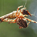 20240806 0622CPw [D~LIP] Gartenkreuzspinne (Araneus diadematus), Beute, BS