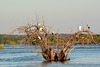 Zimbabwe, A Lot of Birds on a Snag on the Zambezi River