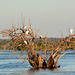 Zimbabwe, A Lot of Birds on a Snag on the Zambezi River