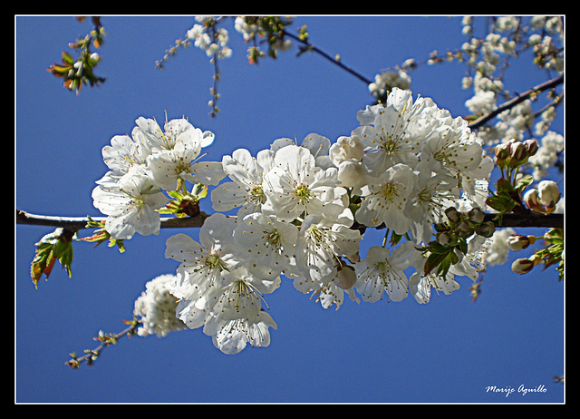 Flor de cerezo