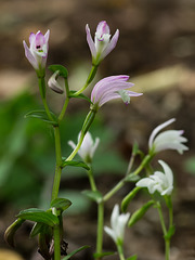 Triphora trianthophora (Three-birds orchids)