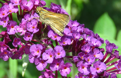 on the 2nd 020 skipper - note