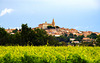 The Wealth of the South of France is the Wine: Quarante, Herault