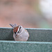 Chipping Sparrow