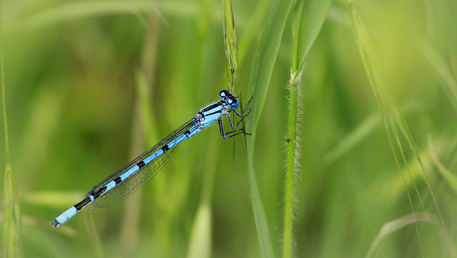 Agrion porte coupe