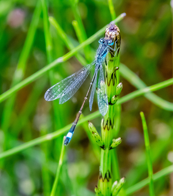 Blue tailed damselfly