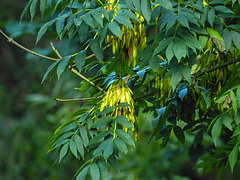 20210831 2730CPw [D~LIP] Esche (Fraxinus exelsior), UWZ, Bad Salzuflen