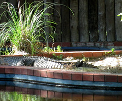 Nile crocodile.