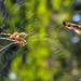 20240806 0625CPw [D~LIP] Gartenkreuzspinne (Araneus diadematus), Beute, BS