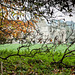 Lacock Abbey in November