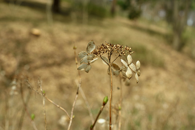 Dry hydrangea