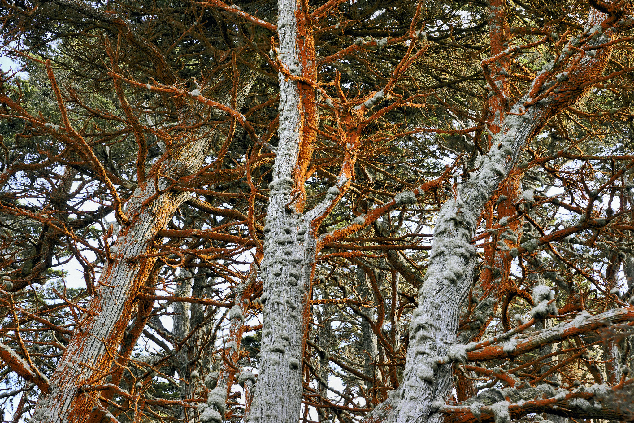 Red Moss – Point Lobos State Natural Reserve, California