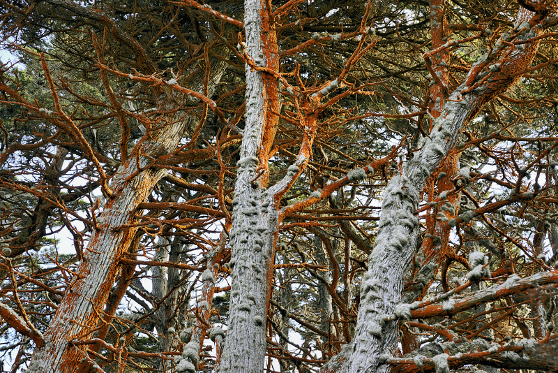 Red Moss – Point Lobos State Natural Reserve, California