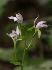 Triphora trianthophora (Three-birds orchids)