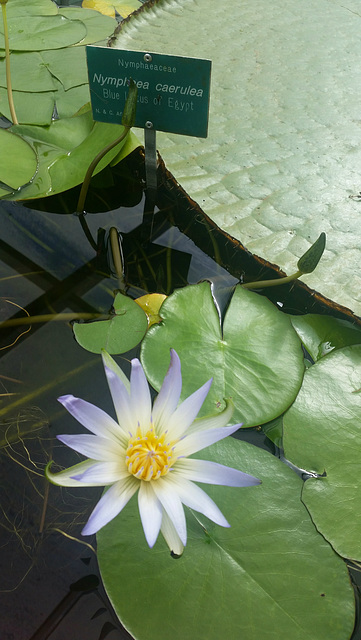 Water lily