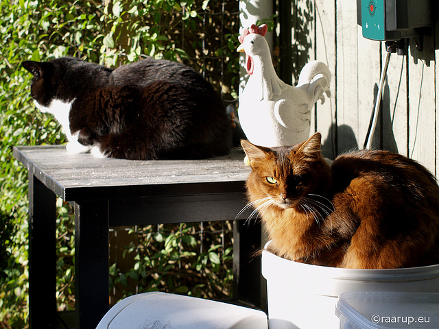 Autumn sunbathing, 2