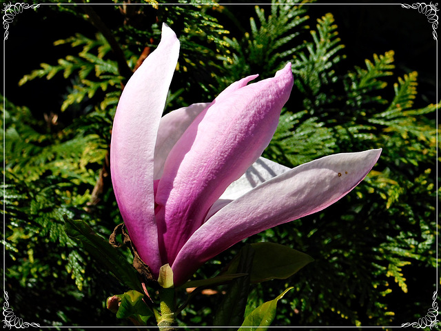 Fleur de Magnolia