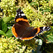 Newly emerged Red Admiral butterfly feeding on Ivy in the morning sun
