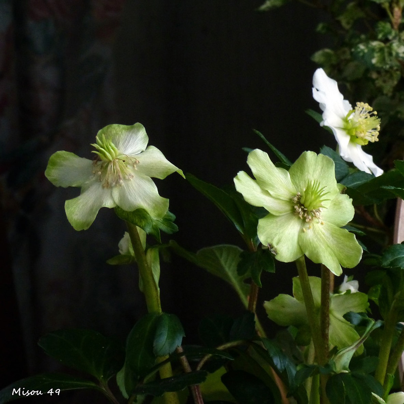 Des fleurs pour France Gall .