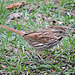 Song Sparrow