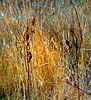 Scrubland