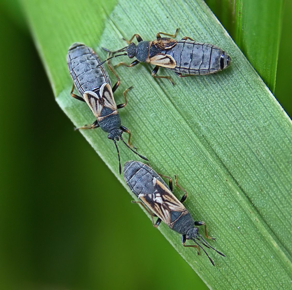 European Chinchbug. Ischnodemus sabuleti
