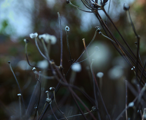 Japanese Anemone