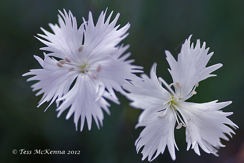 Dianthus Monspessulanus  026 copy