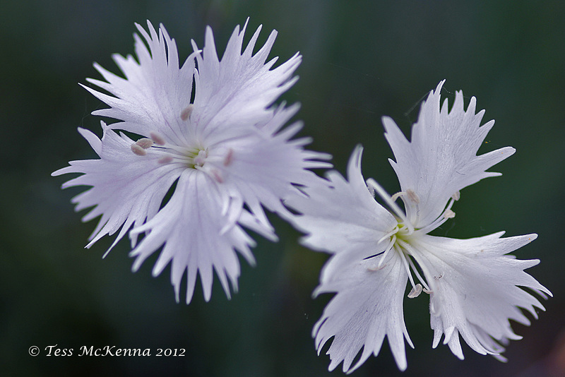 Dianthus Monspessulanus  026 copy