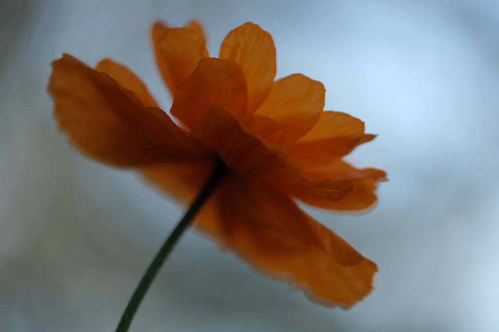 DSCF7602