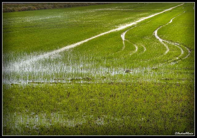 Tracce nella risaia - Traces in the paddy field