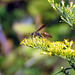 Goldenrods are an excellent sugar source.