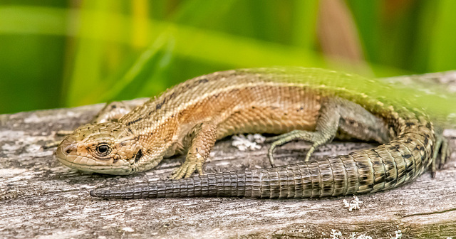 Common lizard