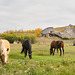 three horses and barn