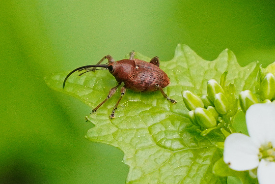 Überraschende Begegnung in einem Eichenwald - Surprising encounter in an oak forest