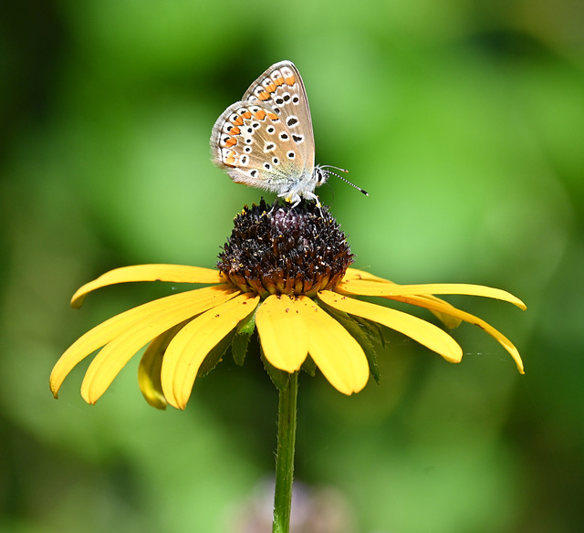 Butterfly and rudbeckia IMG 20240830 165900