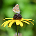 Butterfly and rudbeckia IMG 20240830 165900