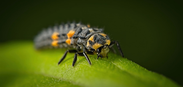 Die Larve des Siebenpunkt-Marienkäfers (Coccinella septempunctata) :)) The larva of the seven-spot ladybird (Coccinella septempunctata) :)) La larve de la coccinelle à sept points (Coccinella septempu