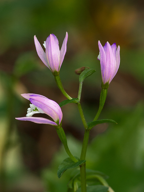 Triphora trianthophora (Three-birds orchids)