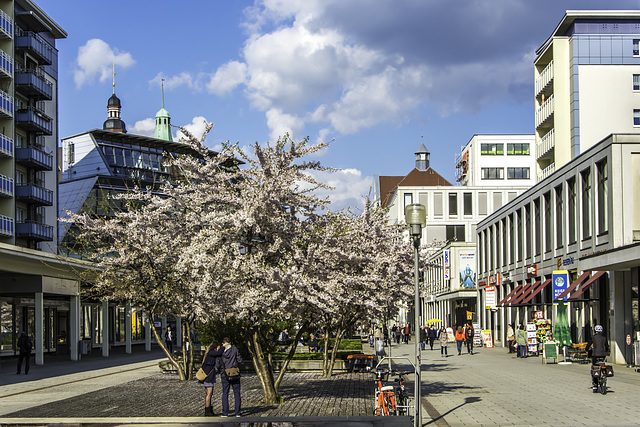 Blühende Bäume auf dem Rosenhof