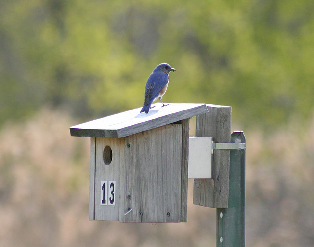 merlebleu de l'est / eastern bluebird