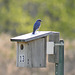 merlebleu de l'est / eastern bluebird