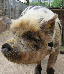 vauxhall city farm, london